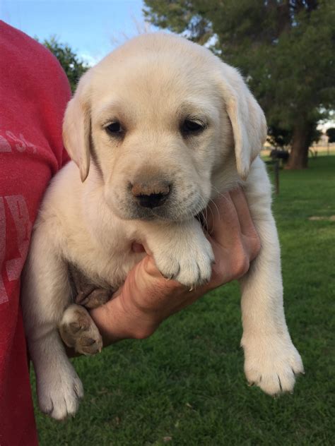 labrador puppies for sale